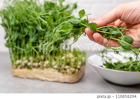 Vibrant pea shoots freshly harvested, a symbol of healthy living and farming 110858204