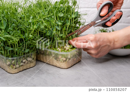 This image captures the essence of urban gardening and sustainable living 110858207