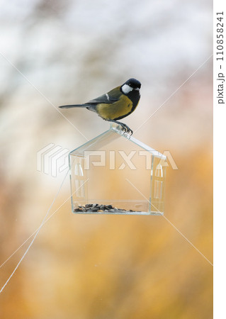 tits and sparrows, bird feeder on window. transparent cute feeder with food for wild animals.  110858241