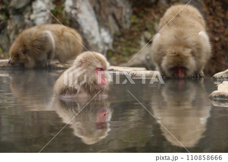 温泉に浸かってくつろぐ野猿公苑のサル 温泉に浸かってくつろぐ野猿公苑のサル 110858666