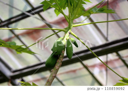 パパイアの実 110859092