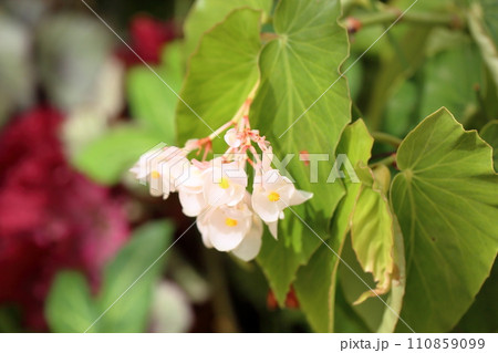 キダチベゴニアの花 110859099