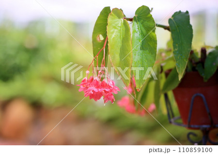 キダチベゴニアの花 110859100