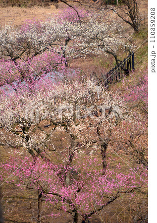 寺家ふるさと村の梅林 寺家ふるさと村の梅林 110859208