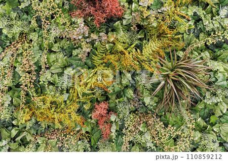 ウォールグリーン ウォールグリーン 110859212