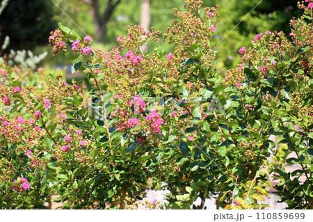 サルスベリの花 110859699