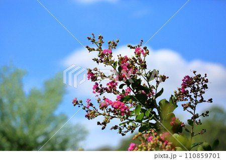サルスベリの花 サルスベリの花 110859701