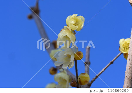 家の庭に咲く蝋梅の花 110860299