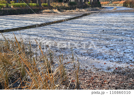 冬の水辺　掻い掘り　霜と薄氷と沼　寒さ増す冬景色　 110860310