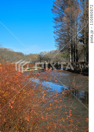 冬の水辺 掻い掘り 丸山公園の冬景色 上尾市 冬の水辺 掻い掘り 丸山公園の冬景色 上尾市 110860872