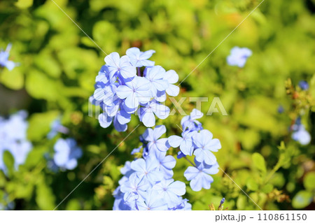 ルリマツリの花 ルリマツリの花 110861150