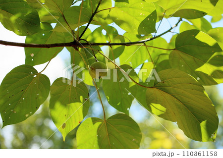 アブラギリの実 アブラギリの実 110861158