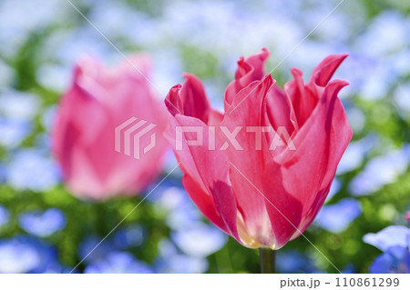 カラフルなピンクのチューリップほ花畑 110861299