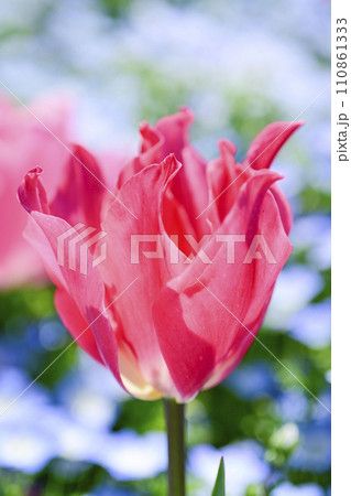 カラフルなピンクのチューリップほ花畑 カラフルなピンクのチューリップほ花畑 110861333