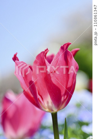 カラフルなピンクのチューリップほ花畑 110861347