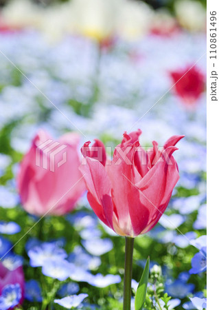 明るくカラフルなピンクのチューリップのお花畑 110861496