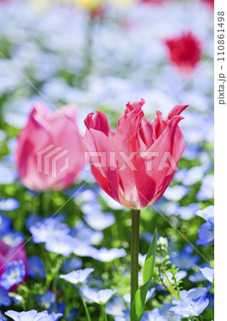 明るくカラフルなピンクのチューリップのお花畑 110861498