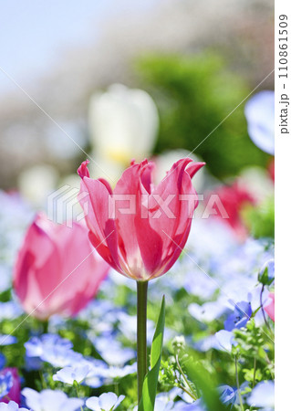 明るくカラフルなピンクのチューリップのお花畑 明るくカラフルなピンクのチューリップのお花畑 110861509