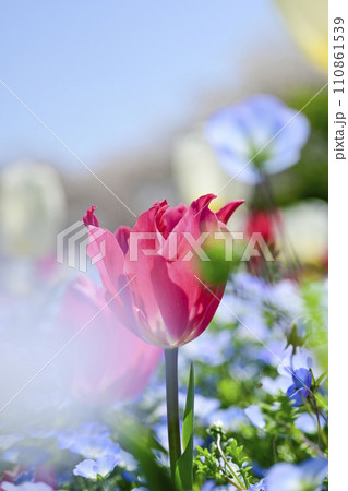 明るくカラフルなピンクのチューリップのお花畑 110861539
