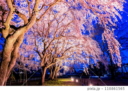 ライトアップされたしだれ桜 ライトアップされたしだれ桜 110861565