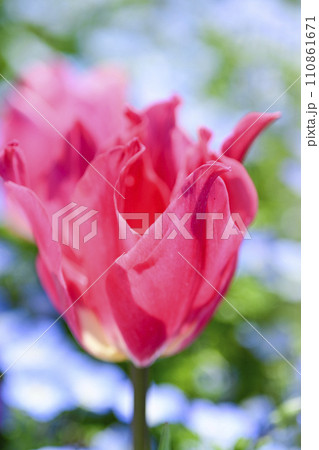 明るいカラフルなピンクのチューリップの咲く春のお花畑 110861671