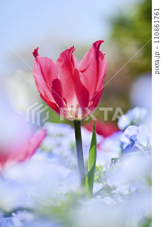 明るいカラフルなピンクのチューリップの咲く春のお花畑 110861761