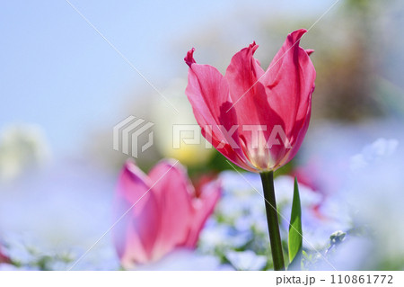 明るいカラフルなピンクのチューリップの咲く春のお花畑 110861772