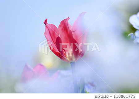 明るいカラフルなピンクのチューリップの咲く春のお花畑 110861775
