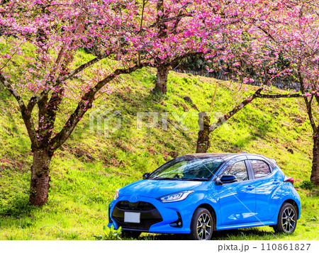 青いヤリスと桜 青いヤリスと桜 110861827
