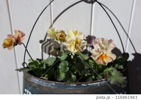 フリルパンジーをリメイク缶に植える フリルパンジーをリメイク缶に植える 110861963