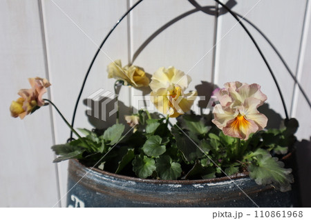 種から育てたフリルパンジーをリメイク缶に植える 種から育てたフリルパンジーをリメイク缶に植える 110861968