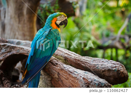 blue-and-yellow macaw (Ara ararauna), also known as the blue-and-gold macaw on wood tree branch blue-and-yellow macaw (Ara ararauna), also known as the blue-and-gold macaw on wood tree branch 110862427