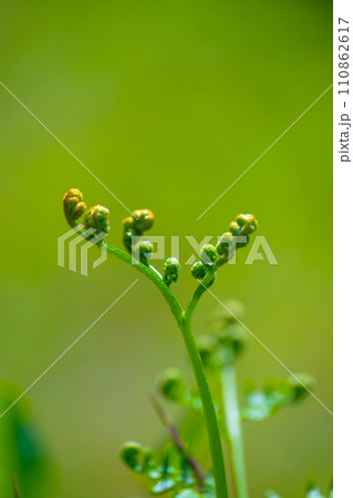 山菜のワラビ 山菜のワラビ 110862617