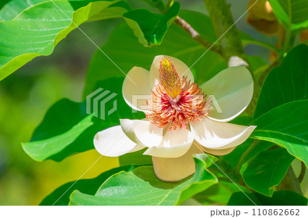 ホオノキの花 110862662