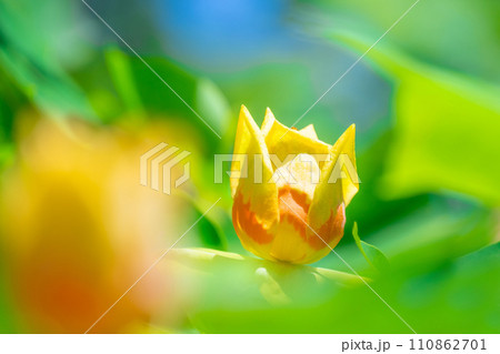 ユリノキの花 ユリノキの花 110862701