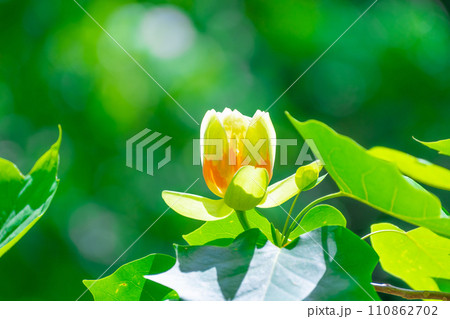 ユリノキの花 ユリノキの花 110862702