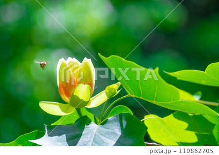 ユリノキの花 110862705