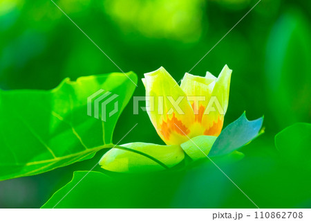 ユリノキの花 110862708
