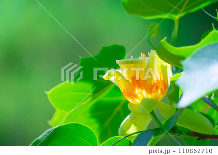 ユリノキの花 ユリノキの花 110862710