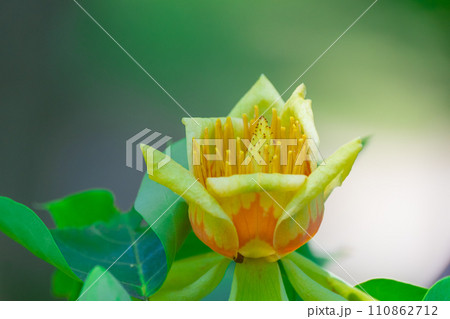 ユリノキの花 ユリノキの花 110862712