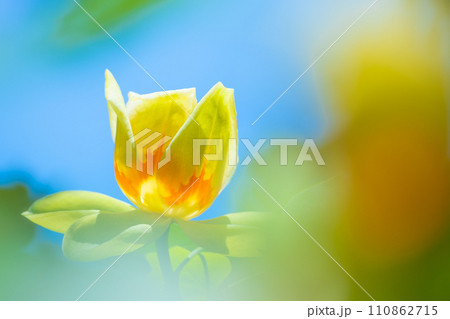 ユリノキの花 ユリノキの花 110862715