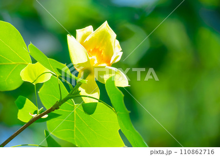 ユリノキの花 ユリノキの花 110862716