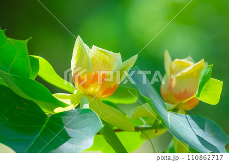 ユリノキの花 110862717