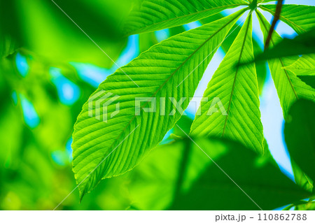トチノキの若葉 110862788