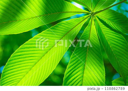 トチノキの若葉 110862789