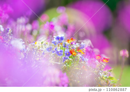 パンジーの花畑 110862887