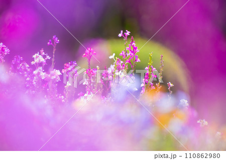 リナリア(姫金魚草)の花畑 リナリア(姫金魚草)の花畑 110862980