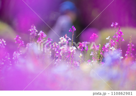 リナリア(姫金魚草)の花畑 リナリア(姫金魚草)の花畑 110862981