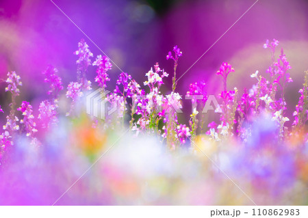 リナリア（姫金魚草）の花畑 110862983