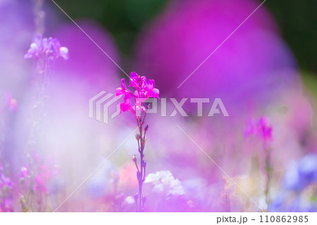 リナリア(姫金魚草)の花畑 リナリア(姫金魚草)の花畑 110862985